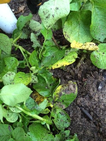  photo IMG_9916_zps38d6fc6c.jpg